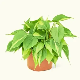 یک مقدار طراوت و سرسبزی